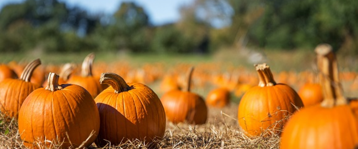 Halloween at Clonfert Farm 2024