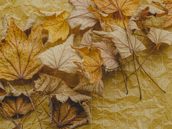 Family Workshop - Autumn Leaves Printing