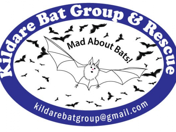 Bat Walk - join us to discover the bats of St. Fiachra's Garden!